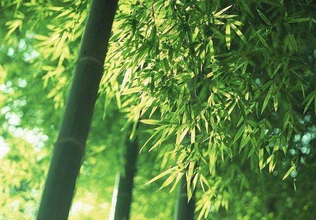 欲钱看大火烧竹林是什么生肖详细解答、解释与落实、构建解答解释落实