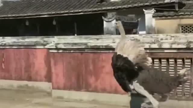 龙头老大在家闲,一马当前牧羊犬指什么生肖全面释义、详细解答解释落实